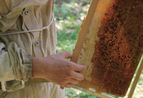 【グッドライフアワード環境大臣賞受賞】 HACHIBEI 阿賀野産 天然 はちみつ 3本セット ハチミツ 蜂蜜 ナッツ さくらの丘 ハチミツの交差点 ナッツスター 桜 アカシア エレガントな香り 春の息吹 八米 はちみつ漬け プレゼント ギフト 贈答 新潟県 1L02013