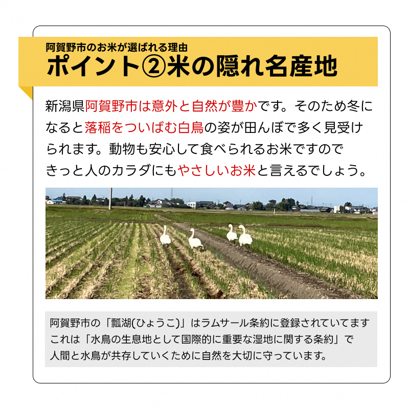  【新米】 【12ヶ月定期便】 特別栽培米 新之助 5kg (5kg×1袋)×12回 米杜氏 壱成 白米 精米 大粒 つや 光沢 弾力 芳醇 1H50144