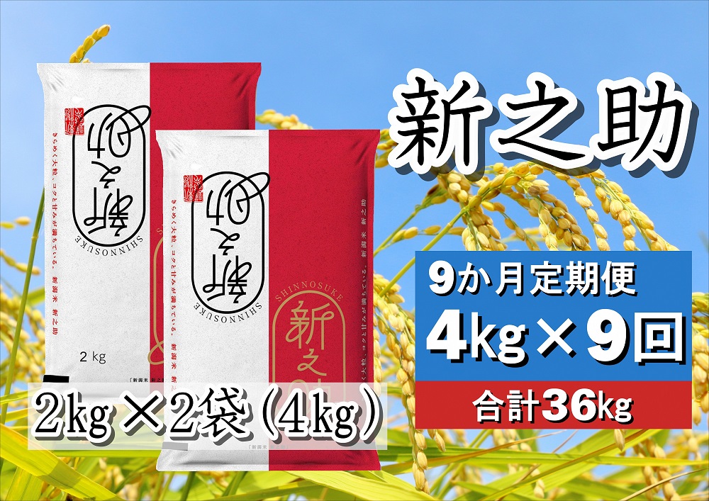 【令和6年産新米予約】【9ヶ月定期便】新之助 4kg×9回 計36kg 白米 精米 井上米穀店 11月上旬より順次発送予定 1I18072