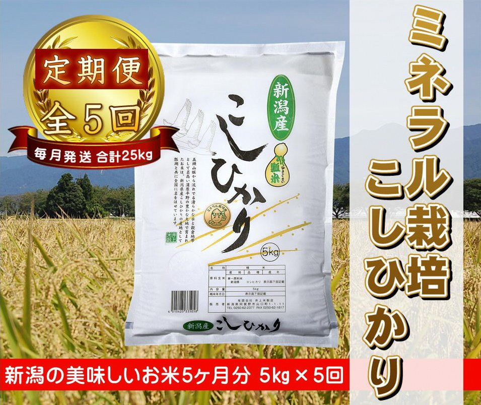 【5回定期便】ミネラル栽培こしひかり 5kg 井上米穀店1I02037