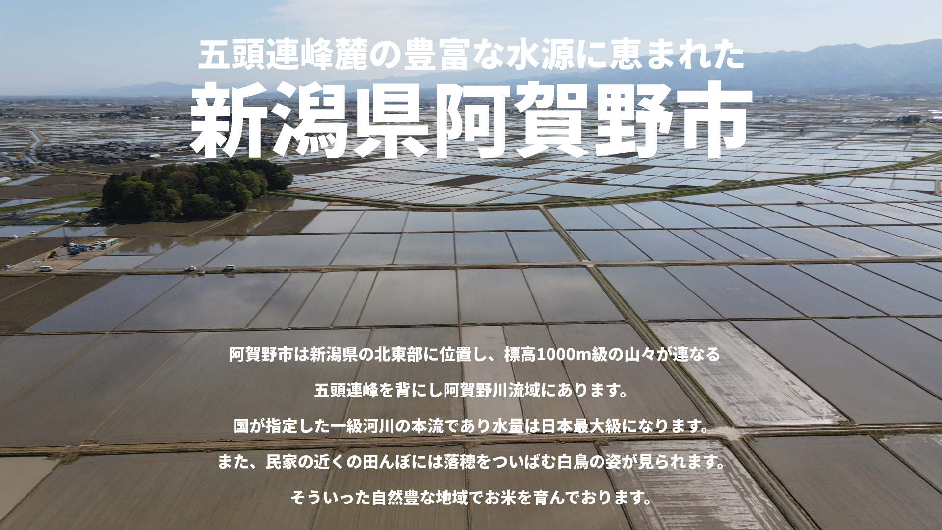 【5回定期便】米杜氏 新潟県阿賀野市産 特別栽培米コシヒカリ5kg×5回 1H04048