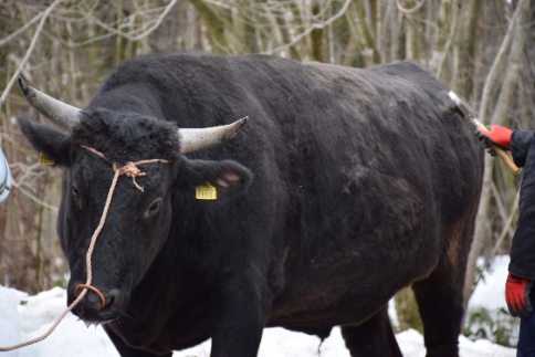 村上牛 サーロインステーキ 250g×3枚 にいがた和牛 黒毛和牛 1D21053