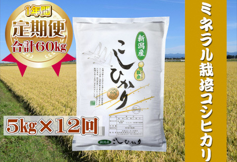 【12回定期便】ミネラル栽培こしひかり 5kg 井上米穀店 1I04088