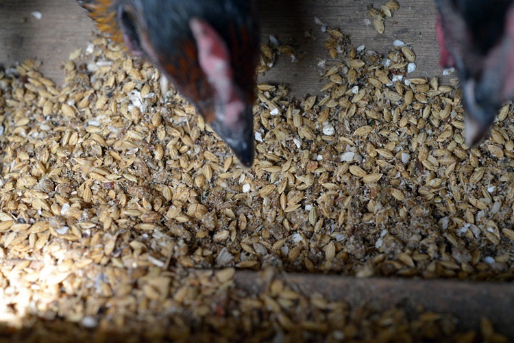 軍鶏シャポン（去勢鶏）の１羽分焼き鳥セット【約70本】 1R09101