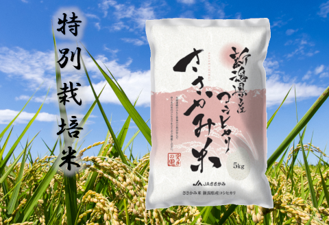 特別栽培米 コシヒカリ 「ささかみ米」 10kg 2P01018
