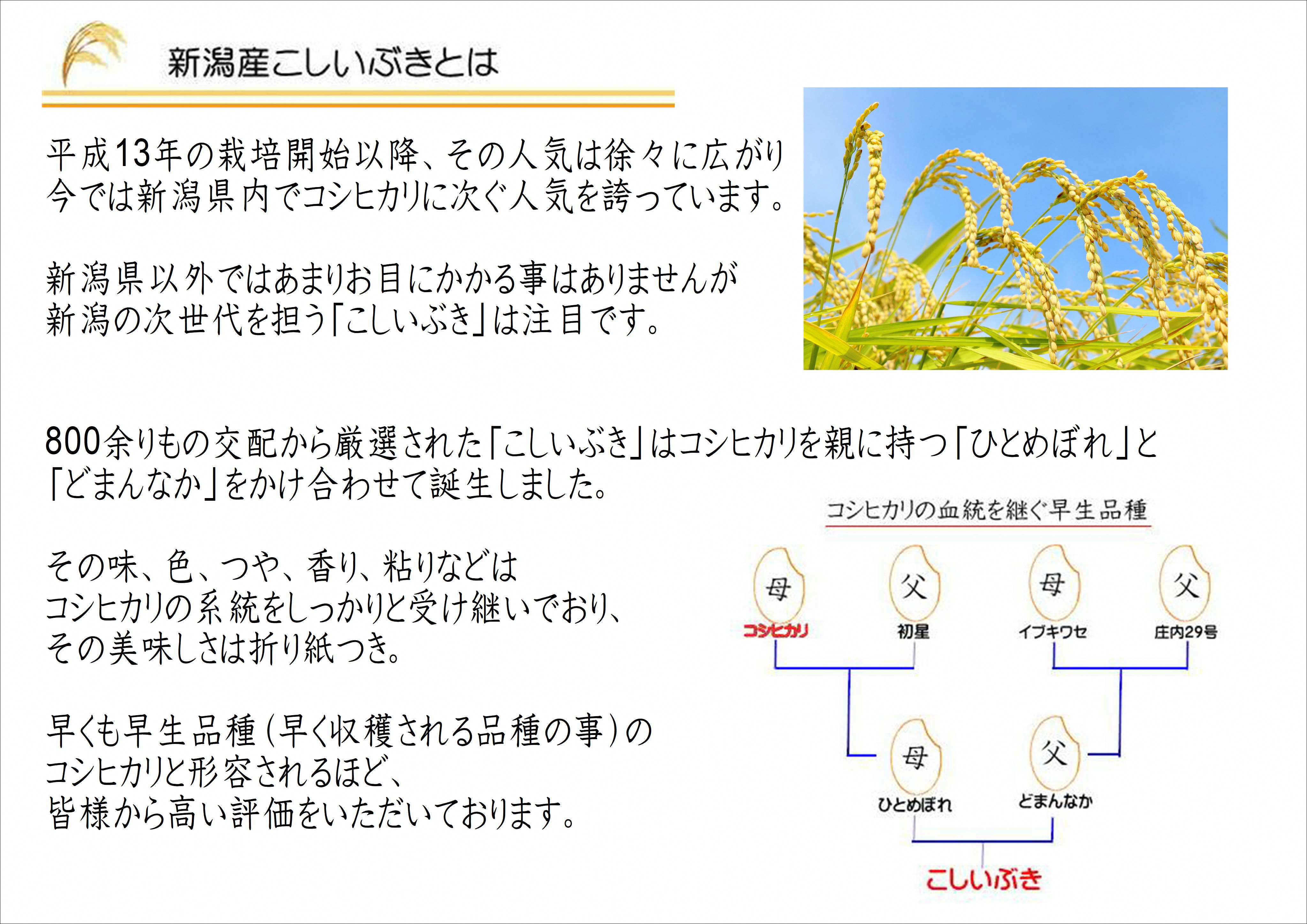 お米マイスターいち押し！！【令和7年産】新潟産こしいぶき 5kg コシヒカリの美味しさを受け継ぐ 白米 精米 コシヒカリ系 早生品種 米 ごはん ライス ブランド米 お米マイスター 井上米穀店 1I28013