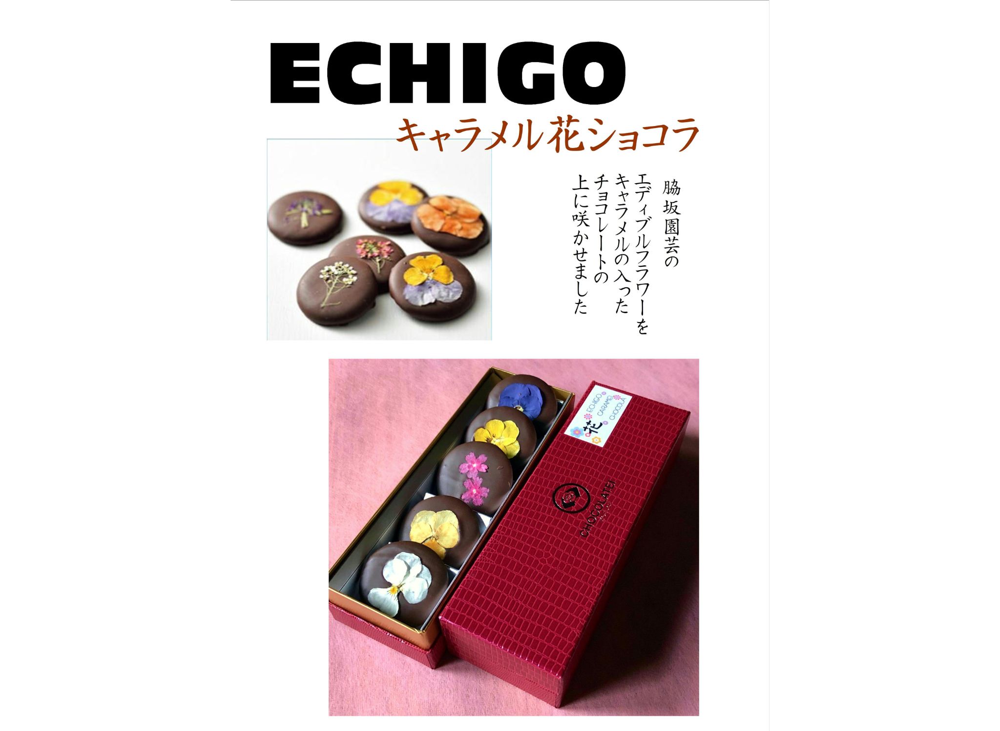 ããããäº ECHIGOãã£ã©ã¡ã«è±ã·ã§ã³ã©ïŒé¯ãã§ã³ã»ãã ãèå èå ã¹ã€ãŒã èŽç 1Z64015