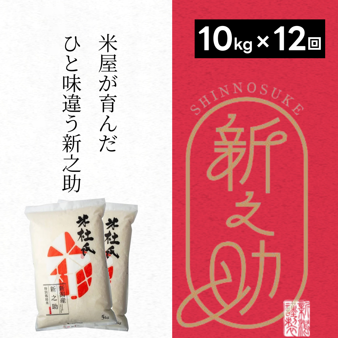 【新米】 12ヶ月定期便 特別栽培米 新之助 10kg (5kg×2袋)×12回 米杜氏 壱成 白米 精米 大粒 つや 光沢 弾力 芳醇 1H30277