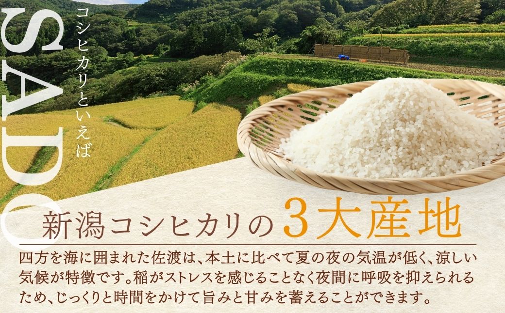 邀ウ 譛ア鮃コ縺ィ證ョ繧峨☆驛キ 菴先ク。逕」 繧ウ繧キ繝偵き繝ェ ( 10kg ) 縲蝉サ、蜥7蟷エ逕」縲