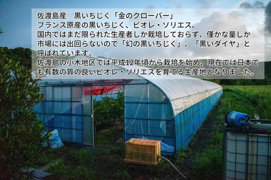 【先行予約・個数限定】佐渡産　特選黒いちじく「金のクローバー」800ｇ（8～9玉入（400g）2パック）