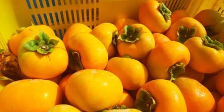 【先行予約】たねなし柿（島のかき）農薬節減栽培　3キロ