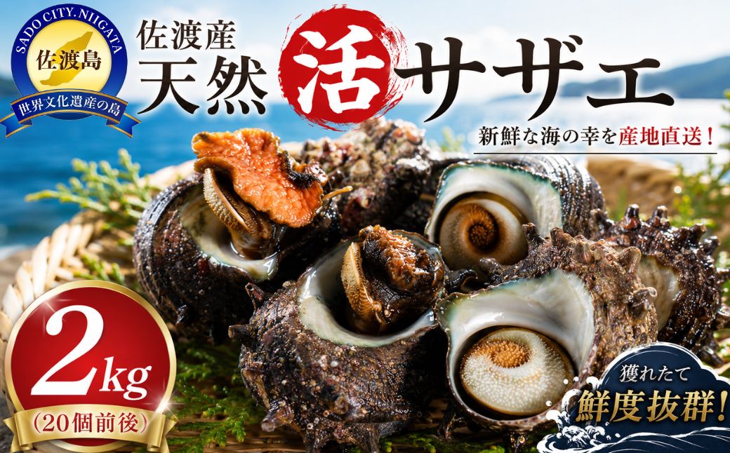 佐渡産　天然活サザエ 2kg（20個前後）