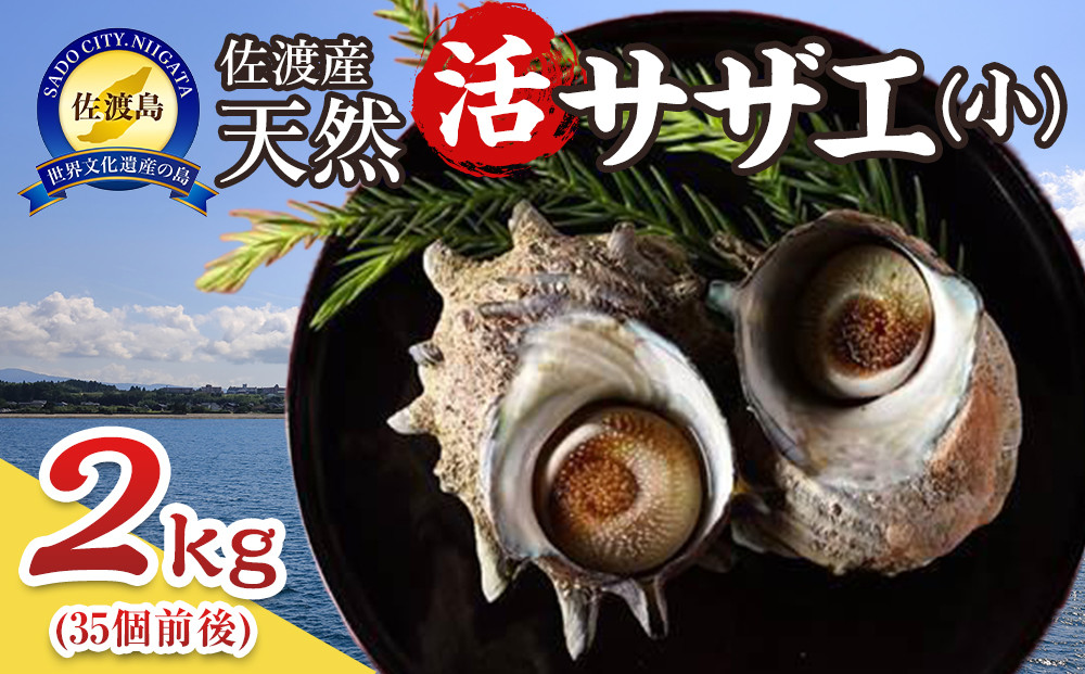 佐渡産　天然活サザエ 2kg 小（35個前後）