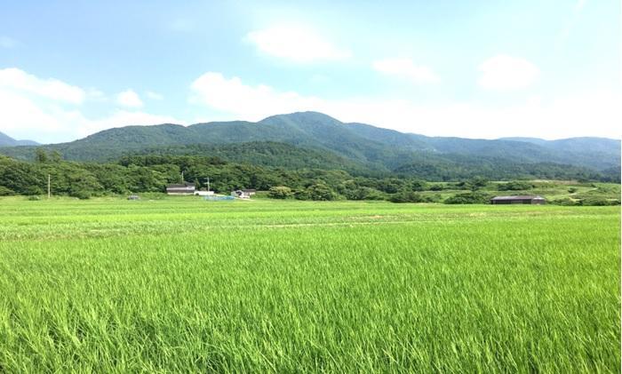 【令和6年産】佐渡高千産こしひかり(精米)2kg & ワダコメのかりんと6袋セット