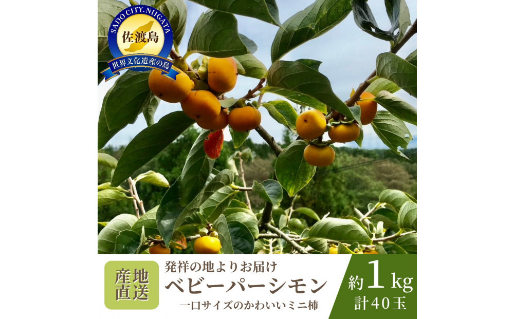 【数量限定】【先行予約】【2026年10月中旬以降順次発送】柿 ミニ柿 ベビーパーシモン ひとくちサイズ 40玉 約1kg