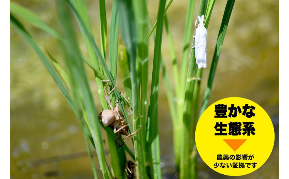 譁ー貎溽恁菴先ク。蟶ら肇 譁ー荵句勧 邊セ邀ウ 5kg縲蝉サ、蜥7蟷エ邀ウ縲
