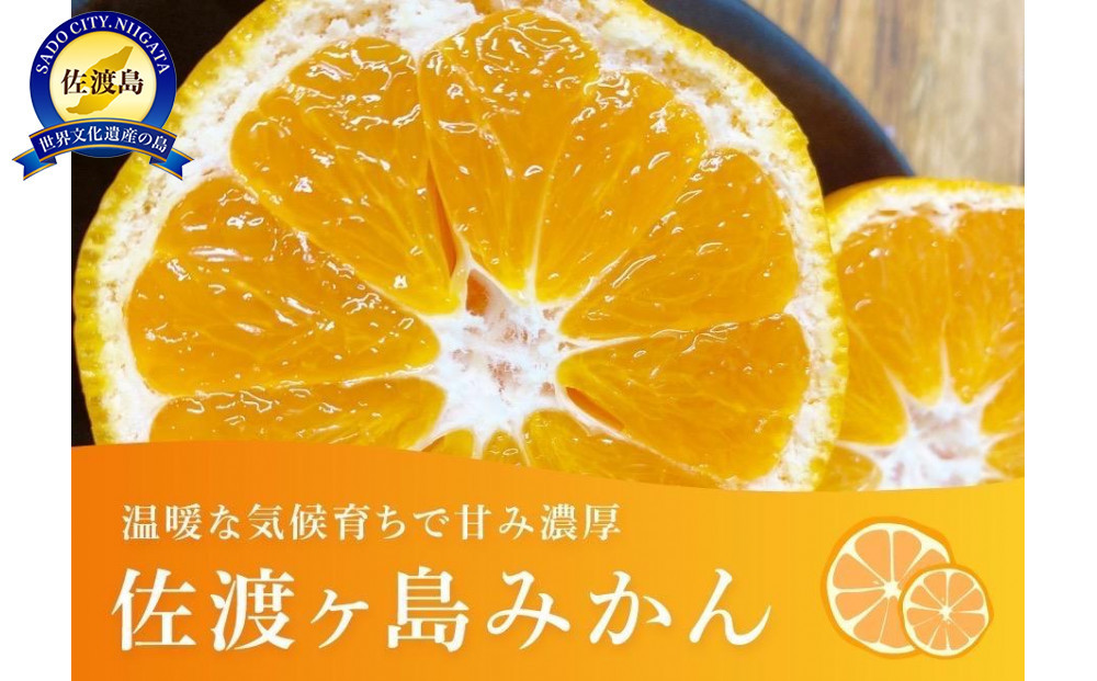 佐渡みかん（3S～2Lサイズ）約5kg