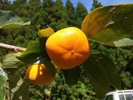 【先行予約】たねなし柿（島のかき）農薬節減栽培　3キロ