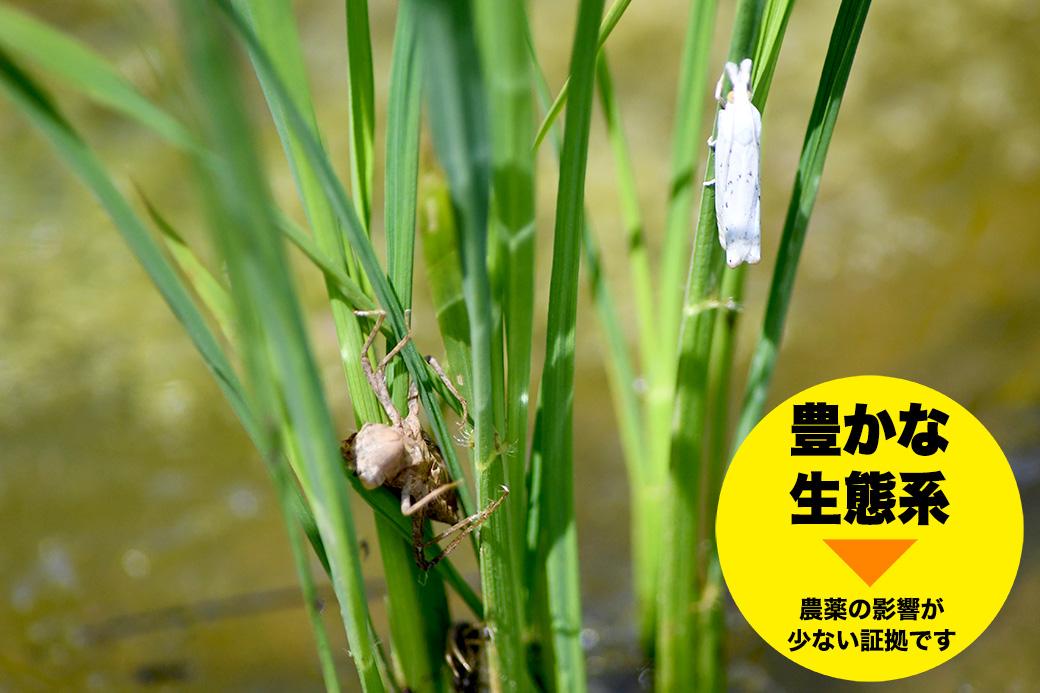 パックご飯 米 コシヒカリ 佐渡産 ( 36個 × 各150g ) 米屋のごはん 新潟県産