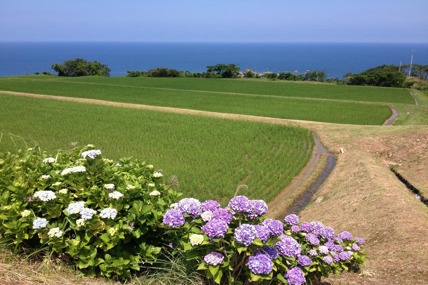 佐渡島産コシヒカリ 北片辺棚田米 白米4Kg（2Kg×2袋）【令和6年産】　