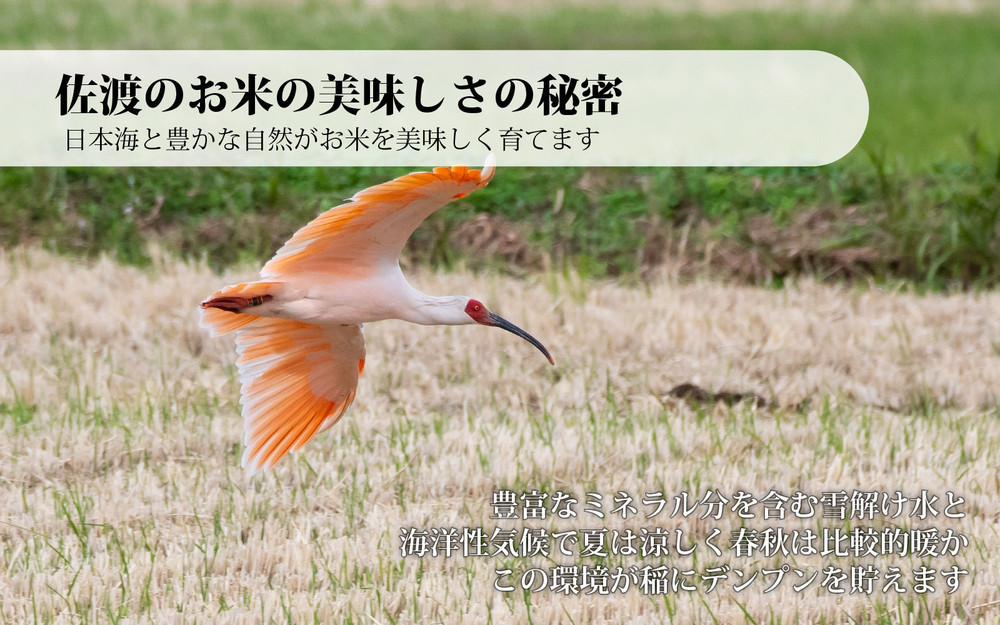 無洗米佐渡産コシヒカリ 10kg (5kg x 2) 令和7年産