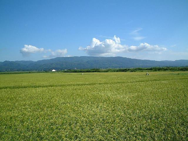 令和6年産　佐渡産新ブランド米「新之助」5kg　佐渡・今井茂助商店おすすめ