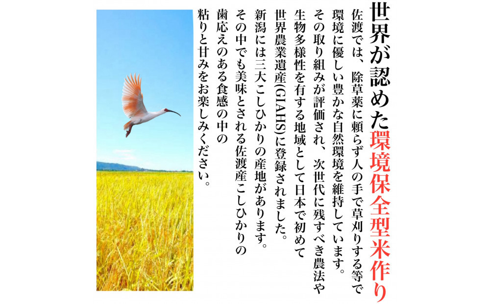 【令和8年産新米　定期便・先行予約】佐渡島産 減農薬特別栽培米こしひかり 真空パック 900g×6袋　全3回