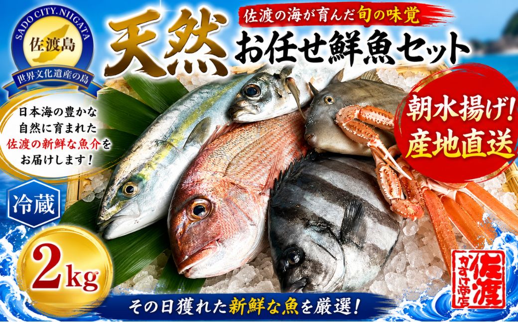 佐渡産 天然お任せ鮮魚セット 2kg