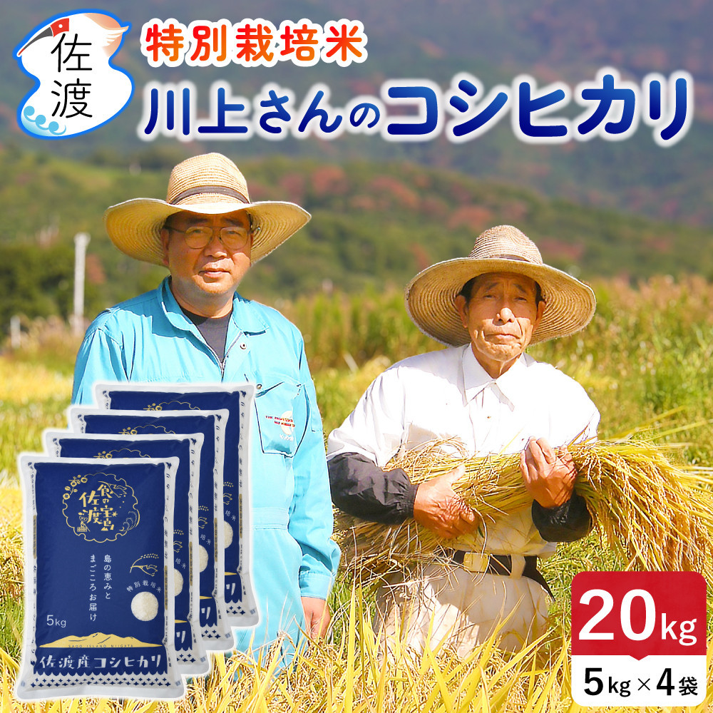 佐渡島産 川上さんのコシヒカリ 白米20kg 令和7年産 特別栽培米 【食の宝島佐渡】