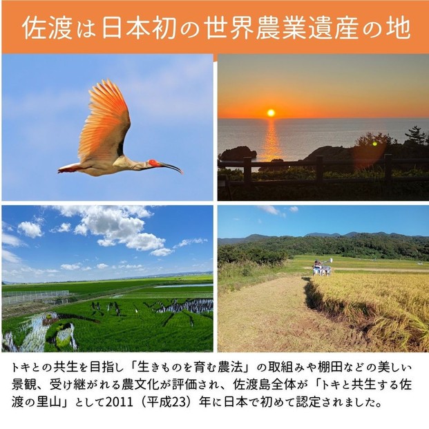 【新潟県佐渡】純粋コシヒカリ＜数量限定＞ 令和７年産 精米【無洗米】5kg 送料無料