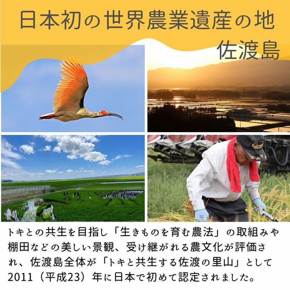 ＜数量限定＞【令和6年産】佐渡国仲平野産コシヒカリ　精米【無洗米】5kg　送料無料