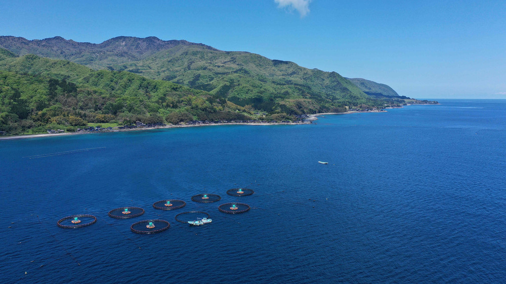 国産銀鮭「佐渡サーモン」塩鮭切身約1.5kg真空包装＜弓ヶ浜水産＞定塩さけ