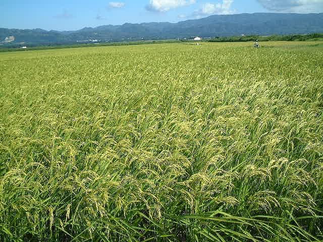 令和6年産　佐渡産新ブランド米「新之助」5kg　佐渡・今井茂助商店おすすめ