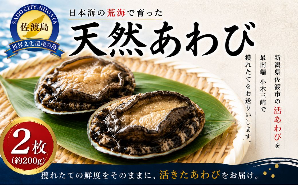 日本海　佐渡産　荒海育ち天然活あわび2枚（200g見当）