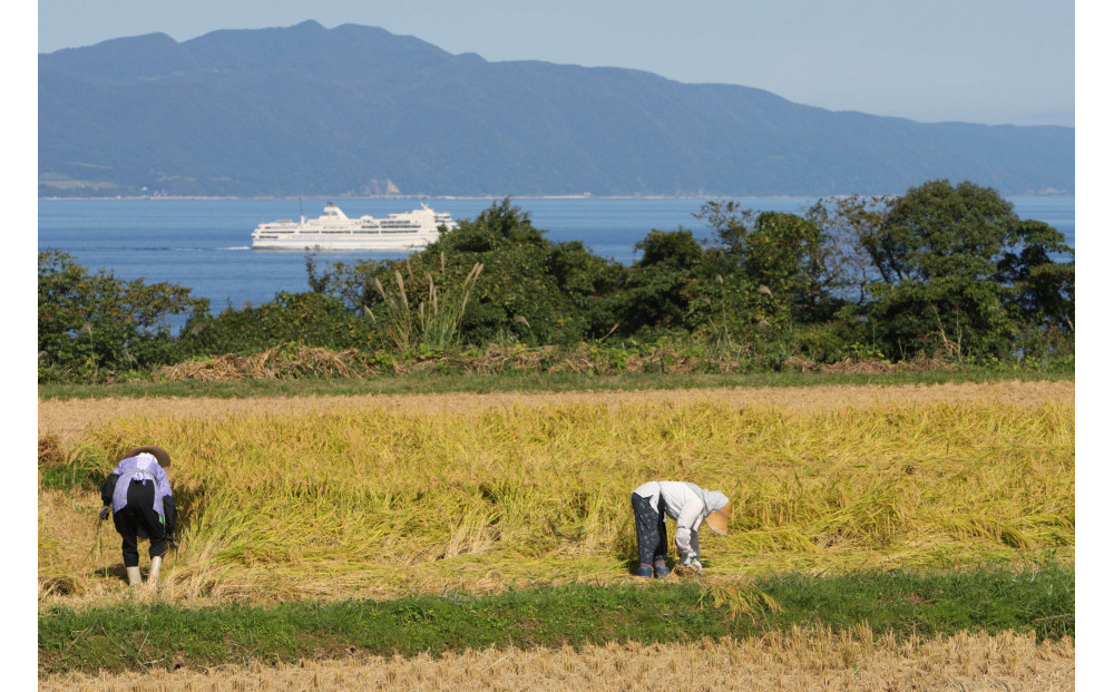 【先行予約】【2ヶ月定期便】令和8年産新米佐渡産コシヒカリ5kg