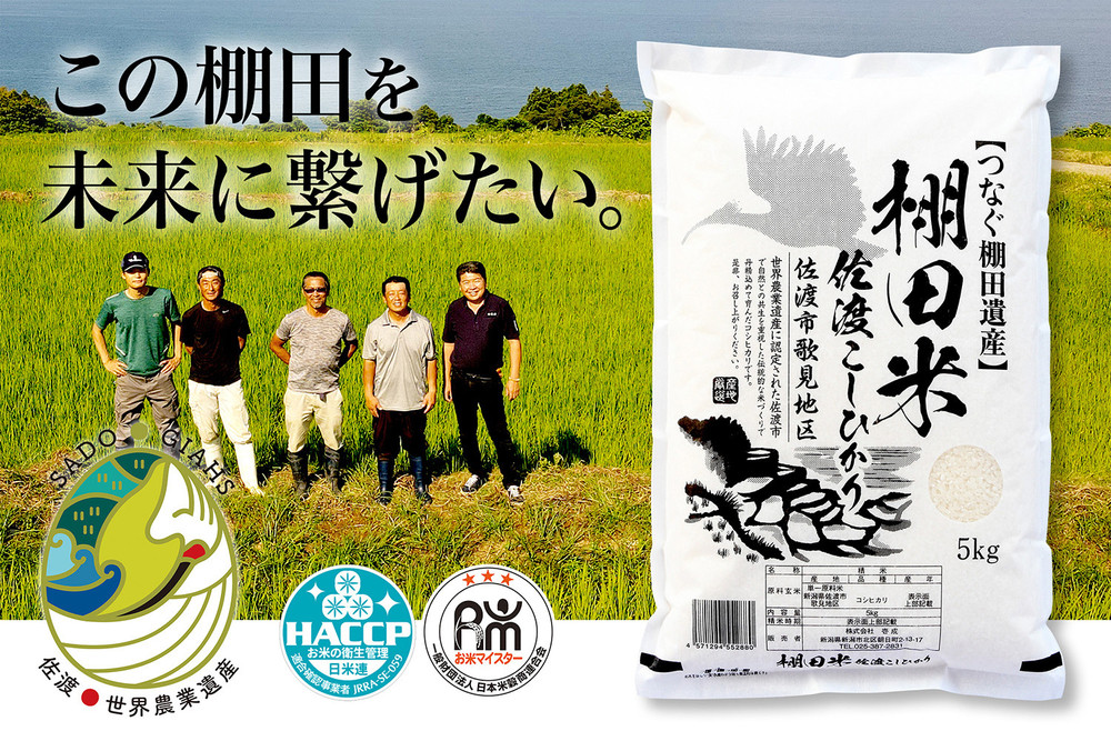 米 コシヒカリ 佐渡産 ( 5kg ) 棚田米 佐渡市歌見地区【令和7年米】