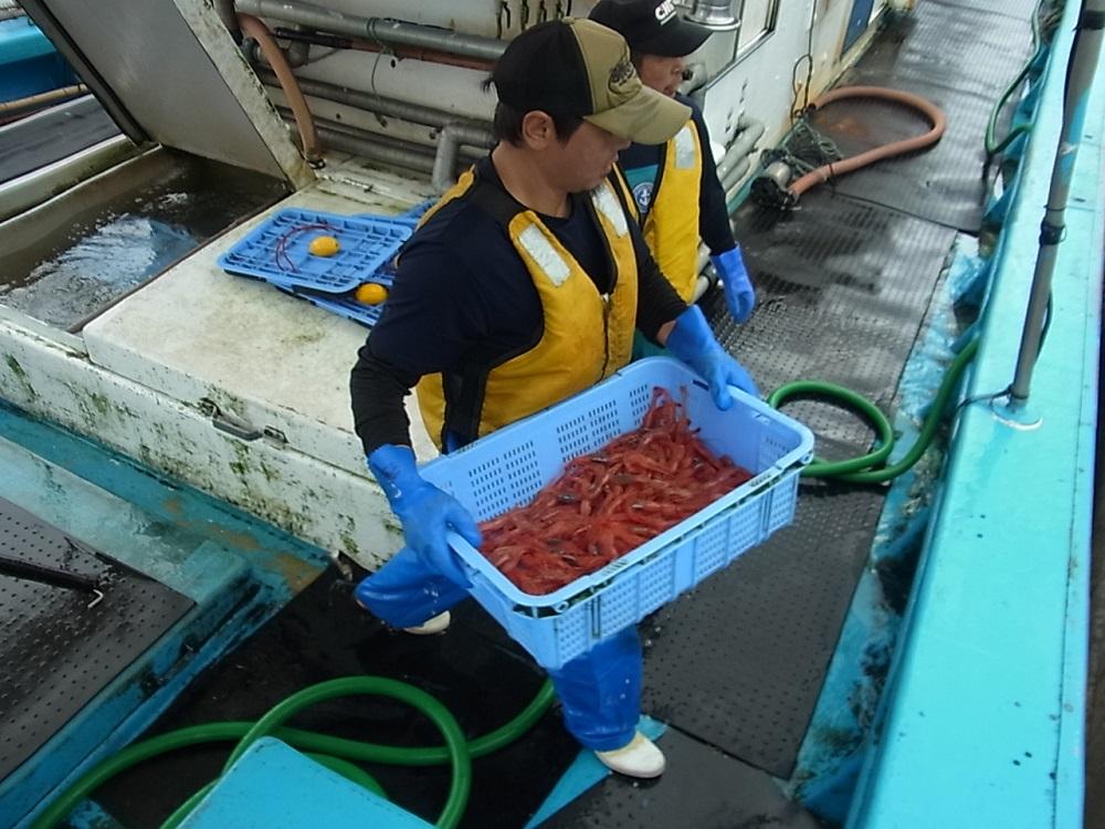 佐渡産 南蛮エビ（甘エビ）1,000ｇ