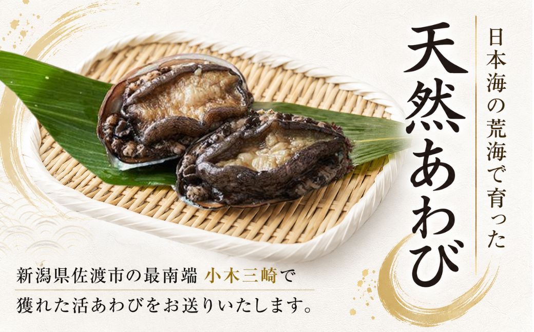 日本海　佐渡産　荒海育ち天然活あわび2枚（200g見当）