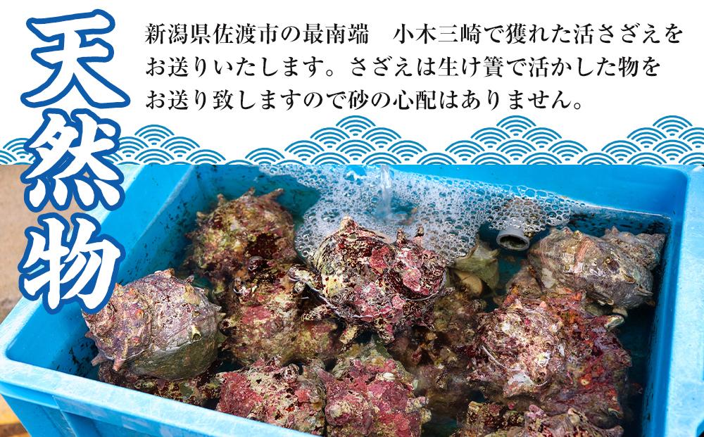 佐渡産　天然活サザエ 2kg（20個前後）