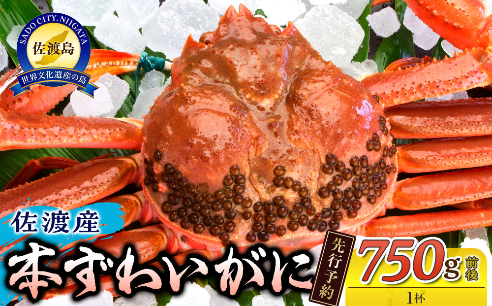 【先行予約】【令和8年1月中旬以降発送】佐渡産 本ずわいがに 750g前後 1杯