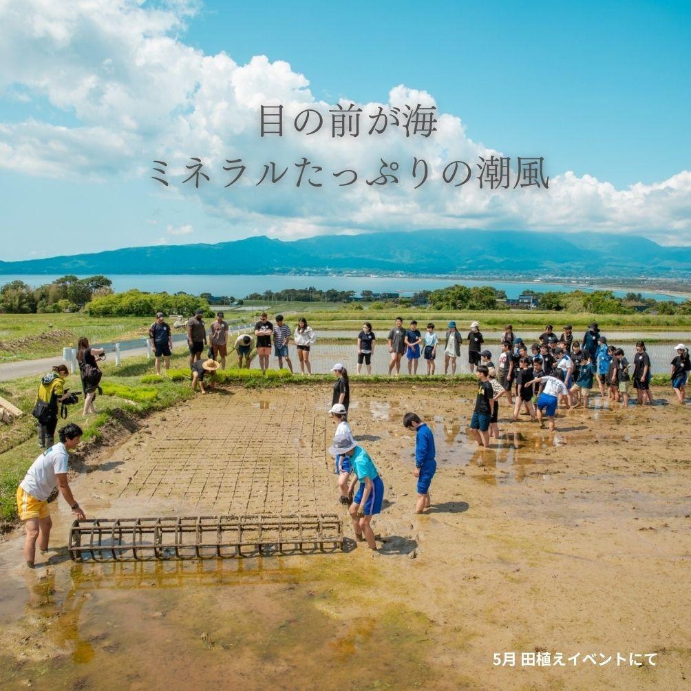 新潟県佐渡産 令和7年産 【在来コシヒカリ】 玄米 5kg