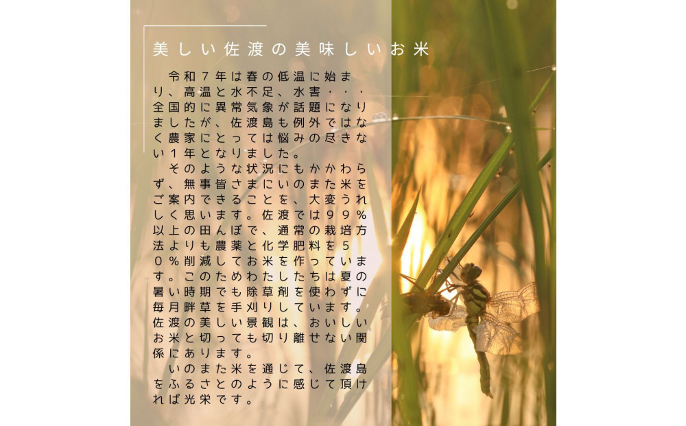 莉、蜥7蟷エ逕」繧ウ繧キ繝偵き繝ェ縲邊セ邀ウシ育┌豢礼アウシ3kg縲霎イ螳カ逶エ騾√菴先ク。蟶ゅ>縺ョ縺セ縺溽アウ