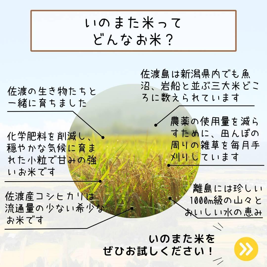 【令和６年産コシヒカリ】　精米（無洗米）５kg　農家直送　佐渡市いのまた米