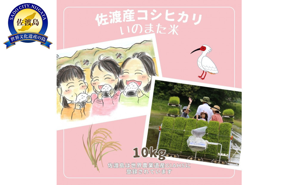 【先行予約】10月中旬以降発送 令和7年産コシヒカリ　精米（無洗米）10kg　農家直送　佐渡市いのまた米