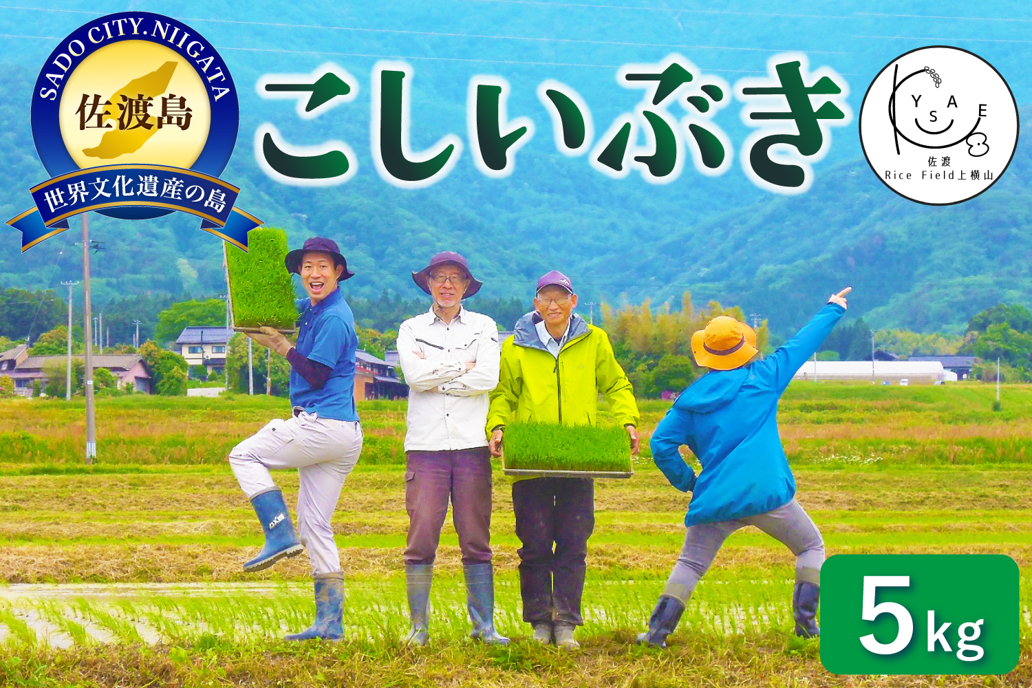 佐渡Rice Field上横山の風【こしいぶき】令和7年度産　5kg