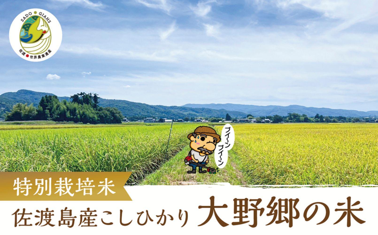 【令和６年産新米】佐渡島産 特別栽培米こしひかり「大野郷の米」精米5kg×３回 定期お届けコース