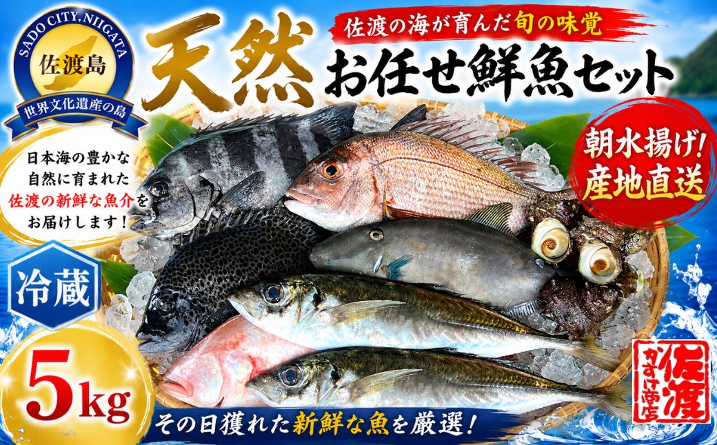 佐渡産 天然お任せ鮮魚セット 5kg