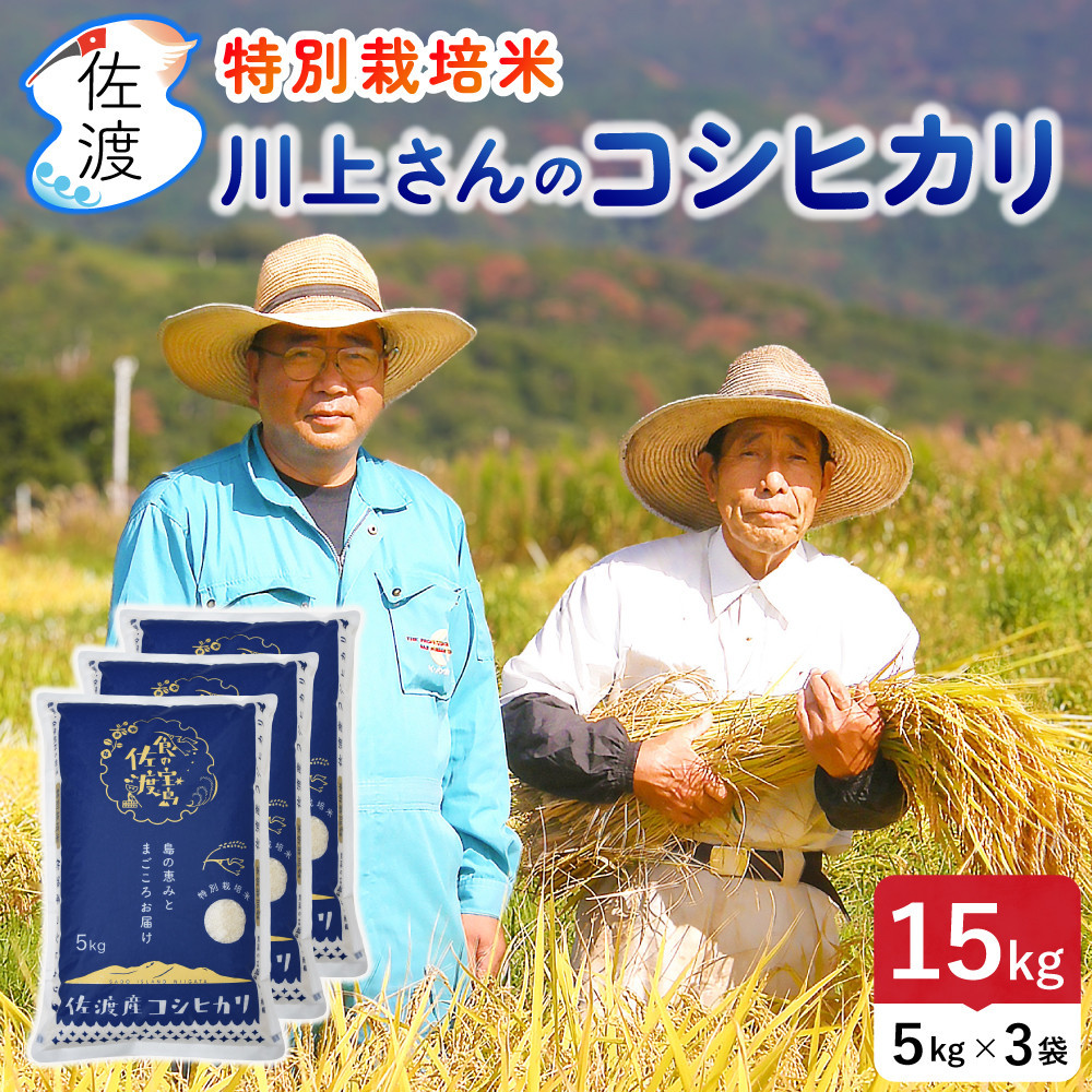 佐渡島産 川上さんのコシヒカリ 無洗米15kg 令和7年産 特別栽培米 【食の宝島佐渡】