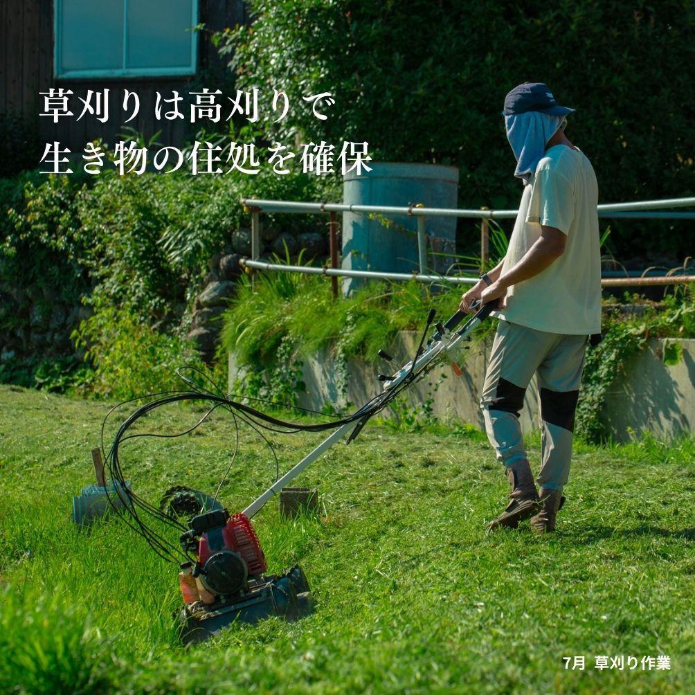 新潟県佐渡産 令和7年産 【在来コシヒカリ】 玄米 5kg