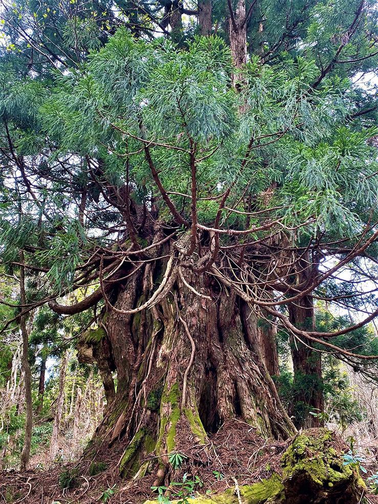 【佐渡市】佐渡島 神秘の大自然原生林・巨木杉トレッキング 大人2名様分【祝！世界遺産登録　佐渡島（さど）の金山】【世界遺産がある島でトレッキング】【JTB体験プラン】